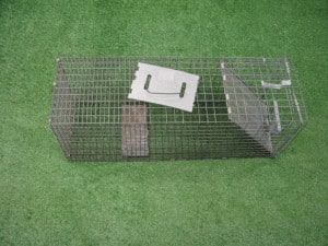 Live Trap, small 1163